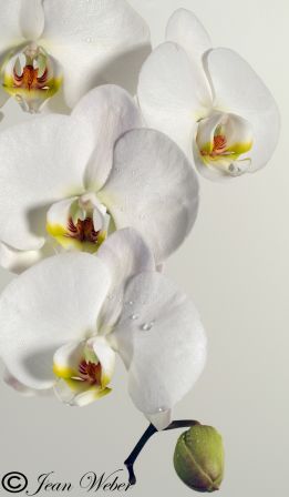 Orchidee_blanche_Cl_J_WeberBlog.jpg