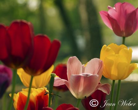 Tulipes_Cl_J_Weber_Blog.jpg